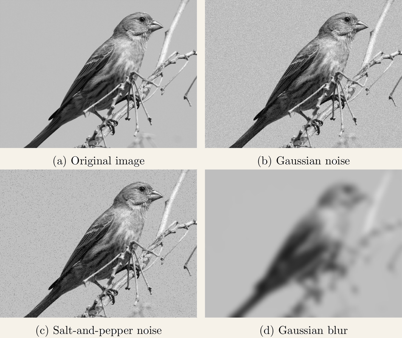 Four grayscale photos of a finch: the original, a version with Gaussian noise, one with salt-and-pepper noise, and one heavily blurred