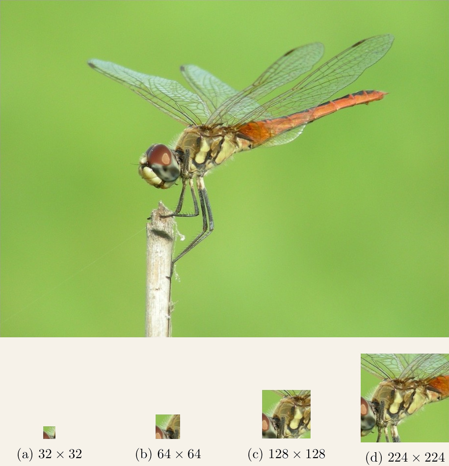 A dragonfly photo above four crops of increasing size, from an unrecognisable 32x32 square to a clearly readable 224x224 crop